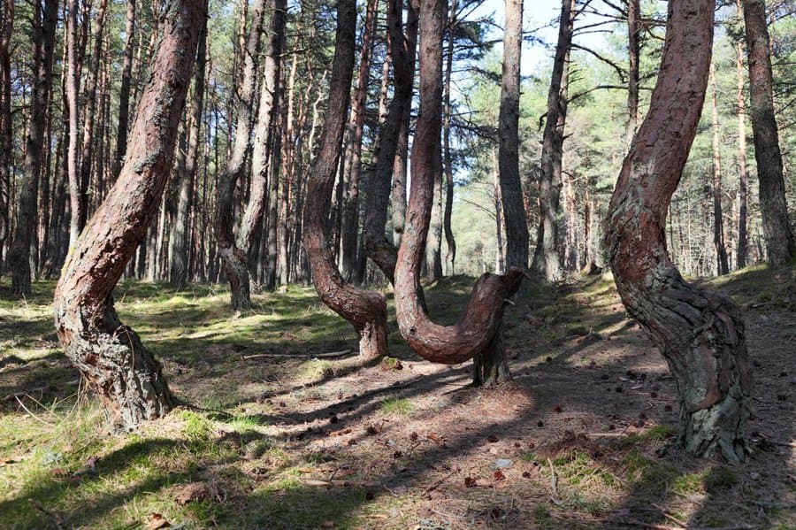 Танцующий лес, Россия